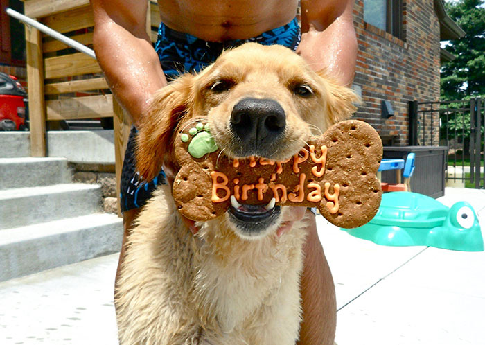 お誕生日のワンコ画像選 画像 モラキジメディア 実体験型の犬メディア トリーツ専門店
