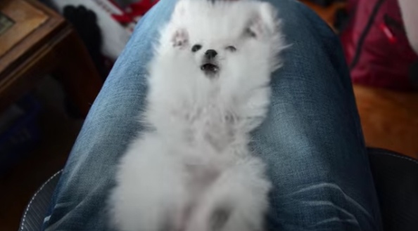 動画 この白いポメラニアンが可愛すぎる モラキジメディア 実体験型の犬メディア トリーツ専門店