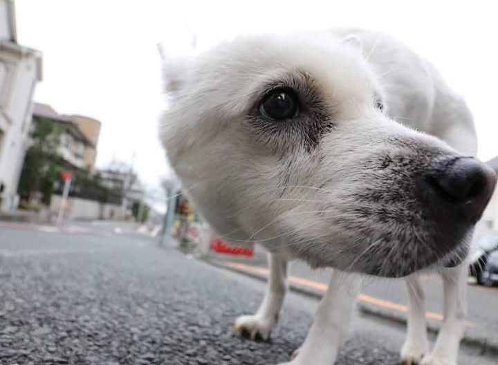 いくつもいくつも山を越えて帰ってきた紀州犬の話 しかし モラキジメディア 実体験型の犬メディア トリーツ専門店