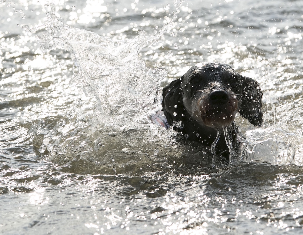 泳ぎが得意な犬は 不得意な犬は そして犬の本能とは モラキジメディア 実体験型の犬メディア トリーツ専門店