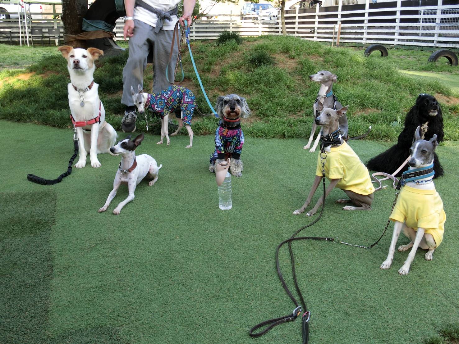 犬イベント 週末ランdeワンPARTY!!-April- モラキジドッグ