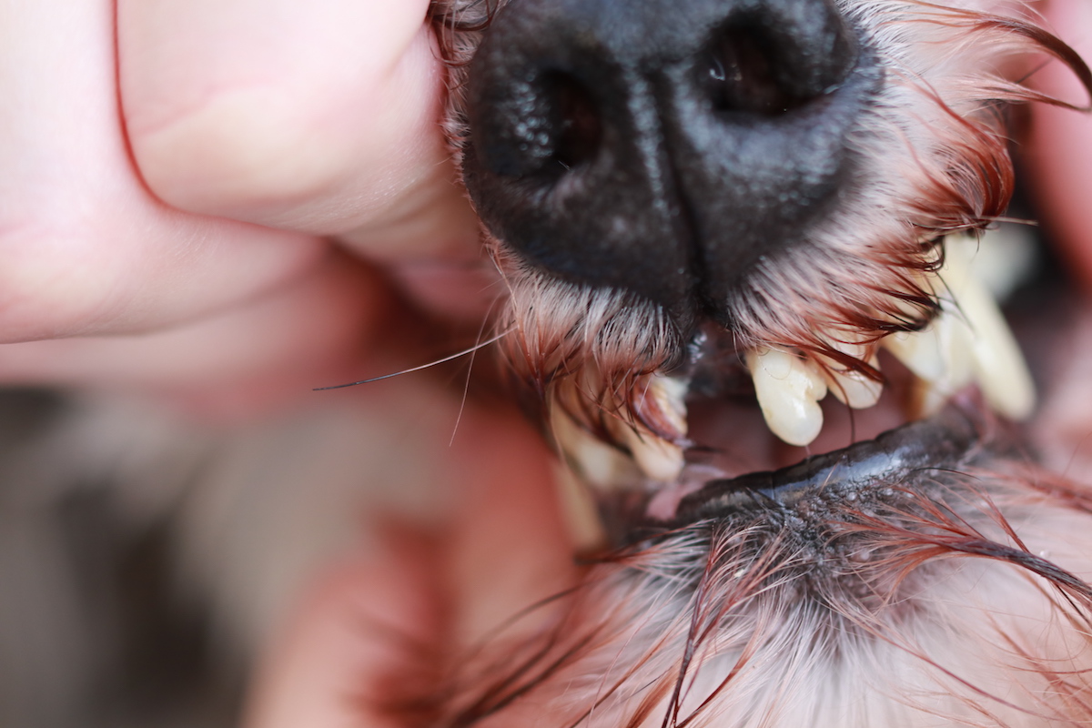 飼い主が考えているほど 犬の歯はそれほど丈夫ではない モラキジメディア 実体験型の犬メディア トリーツ専門店