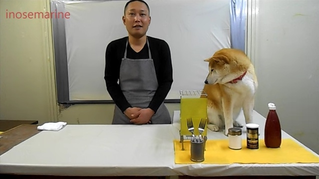柴犬が料理をお手伝い 邪魔されクッキングが可愛い 動画 モラキジメディア 実体験型の犬メディア トリーツ専門店